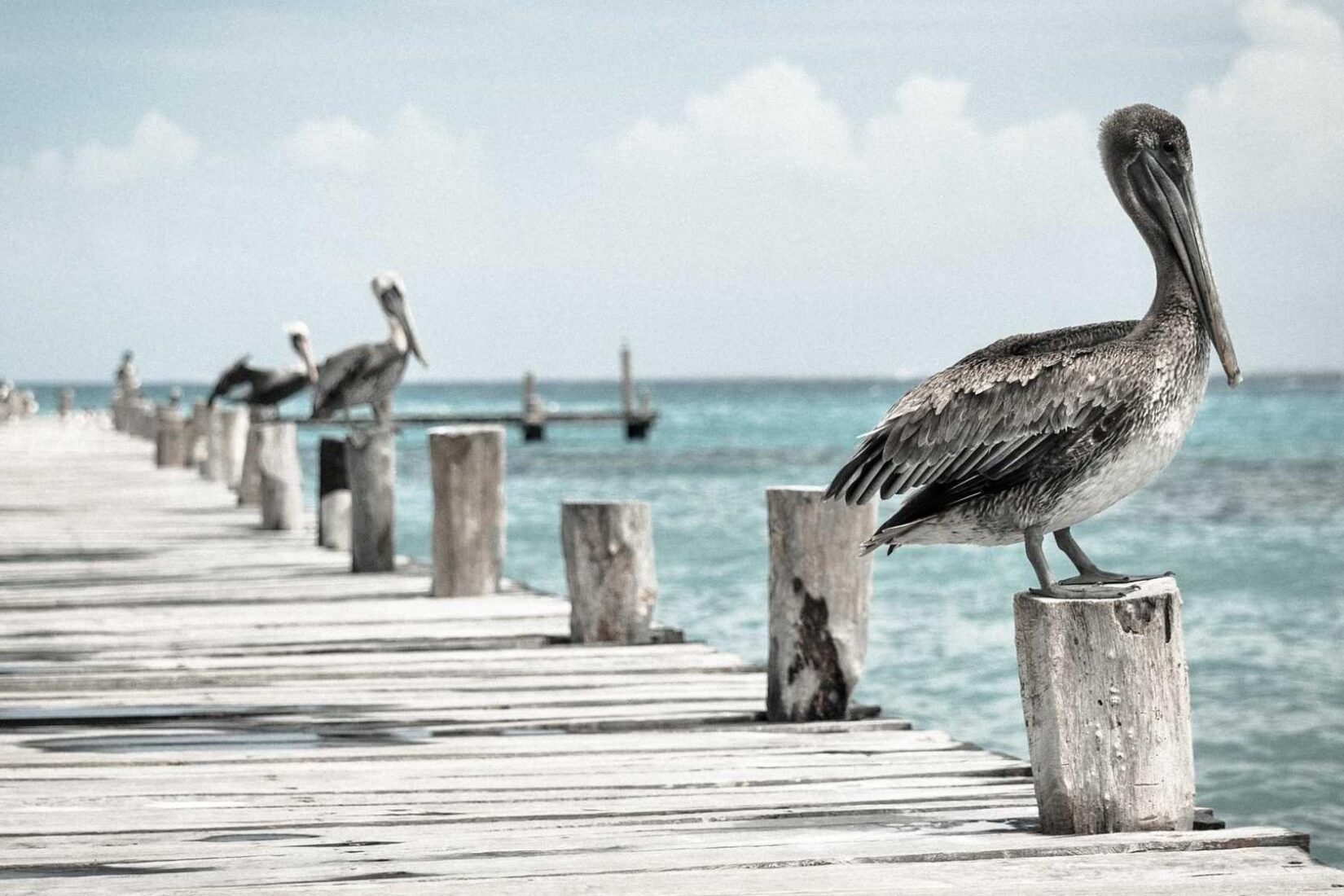 Lorem ipsum dolor sit amet, consectetur adipiscing elit. Aliquam iaculis, ex in porta ultrices, mi magna sollicitudin lorem, sed tempor est nisi eu tortor.